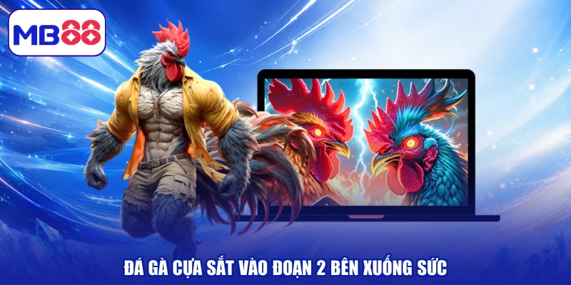 Đá gà cựa sắt vào đoạn 2 bên xuống sức