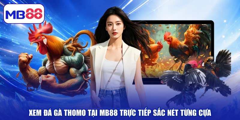Xem Đá Gà Thomo Tại MB88 Trực Tiếp Sắc Nét Từng Cựa